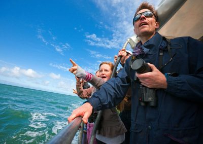 Dolphin Spotting