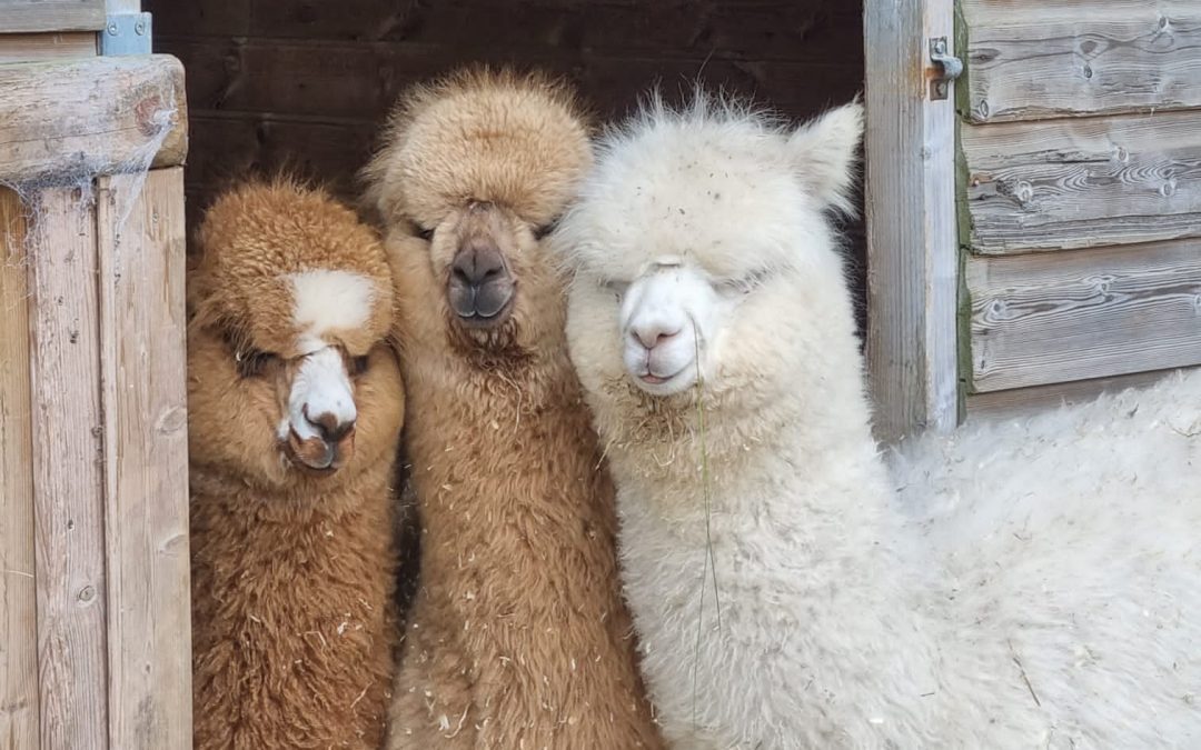 Alpacas
